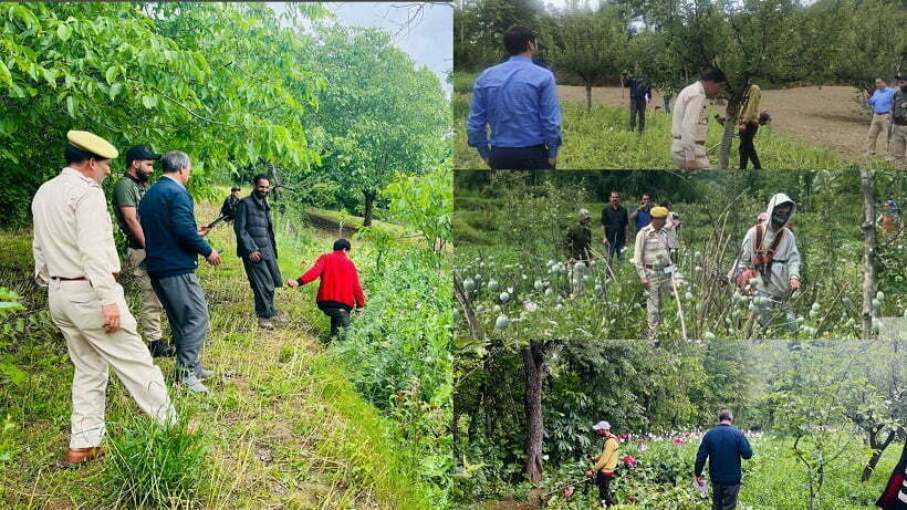 Budgam Police Civil administration launches intensive drive against Poppy cultivation