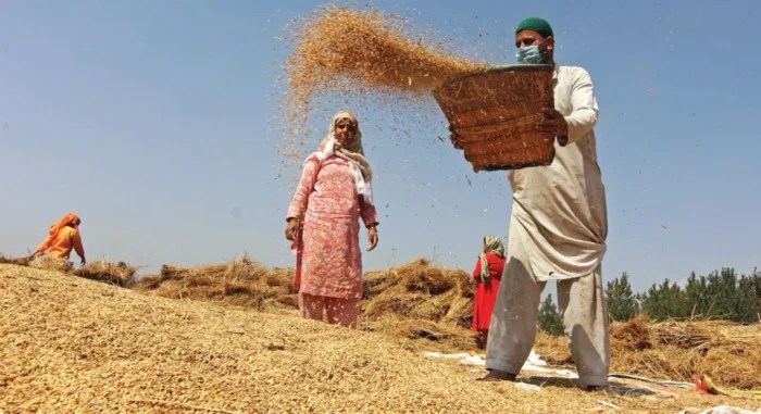 Cheer among Kashmir farmers as harvesting season begins e1695459005364